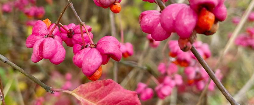 Naturheilpraxis Heinrich ::: 